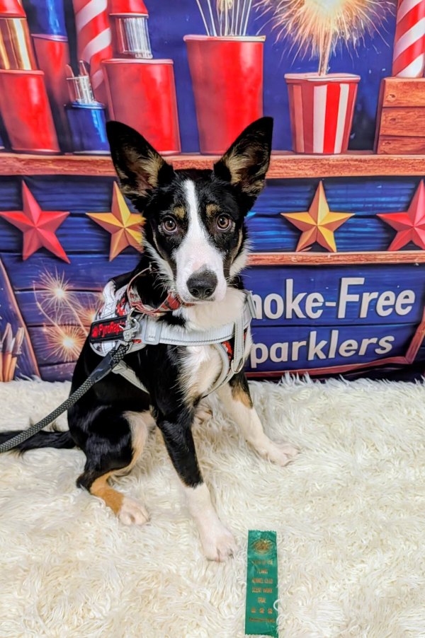 South Plains Obedience Training