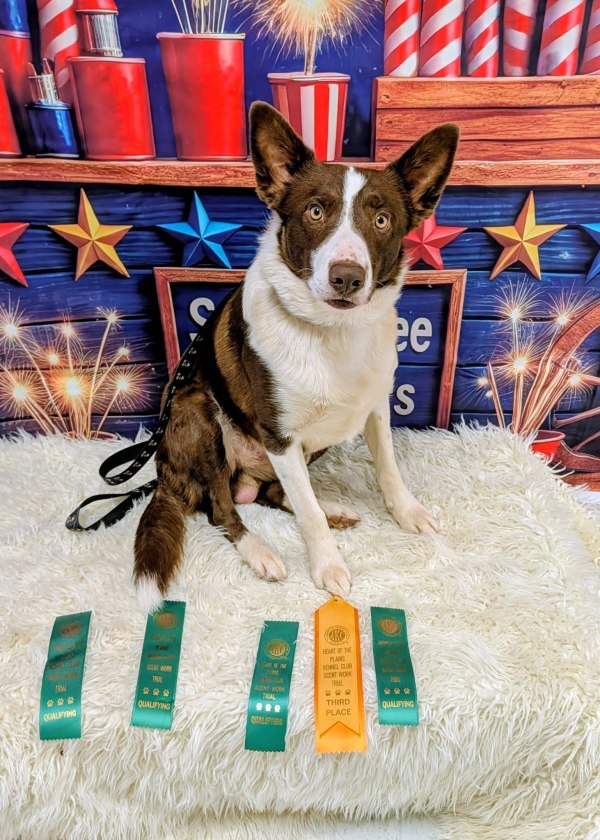 South Plains Obedience Training