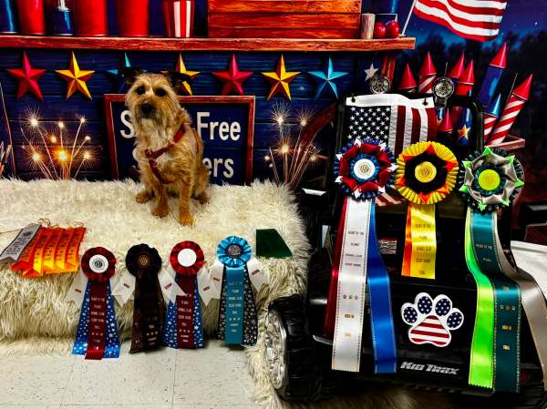 South Plains Obedience Training