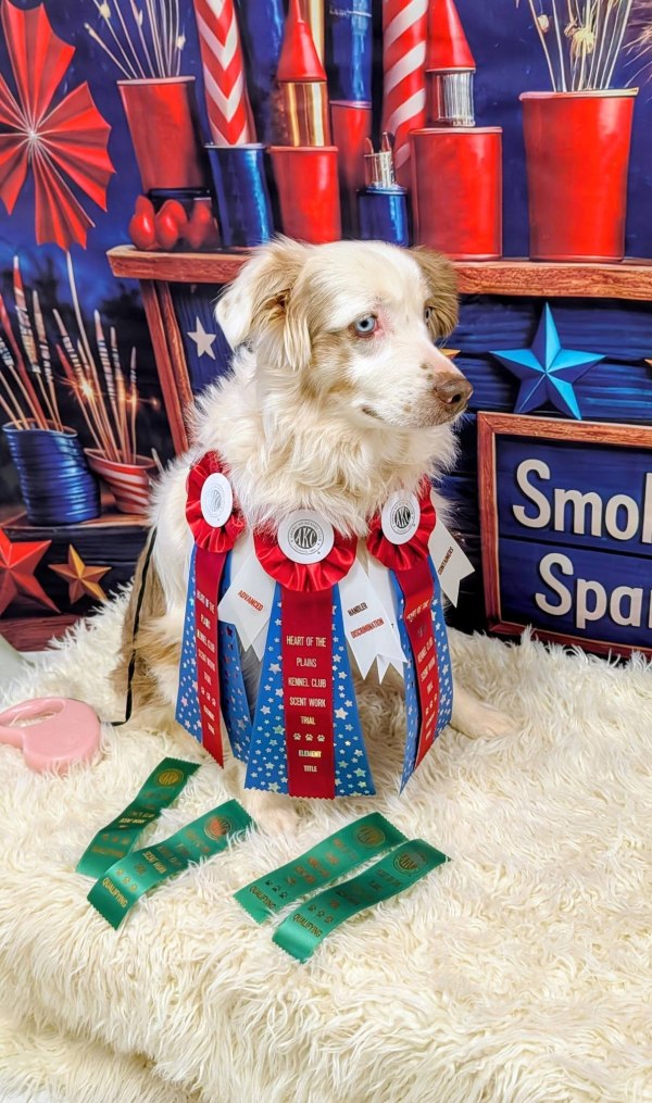 South Plains Obedience Training