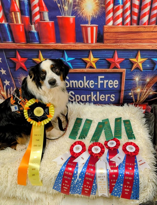 South Plains Obedience Training