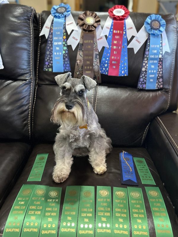 South Plains Obedience Training